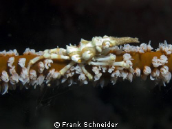 Xeno Crab on Whip-Coral.
Nikon D2Xs in Seacam housing + ... by Frank Schneider 